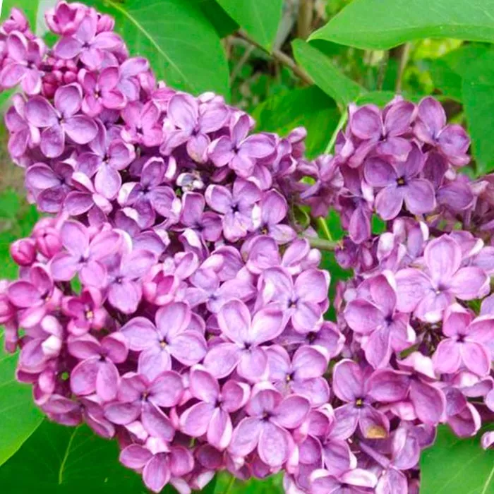 Сирень обыкновенная Массена C3, BL 