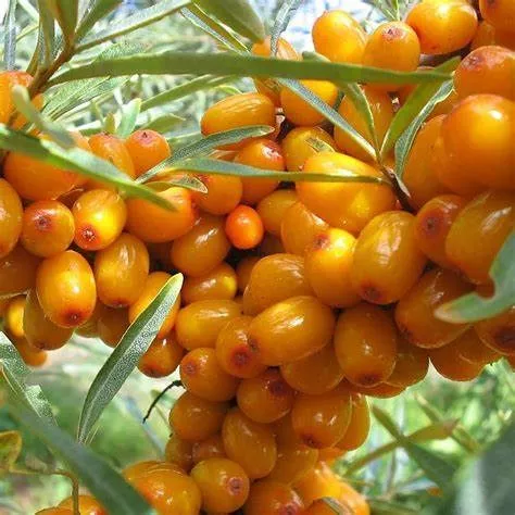 Облепиха Августина c3 h20-40 ЦО 