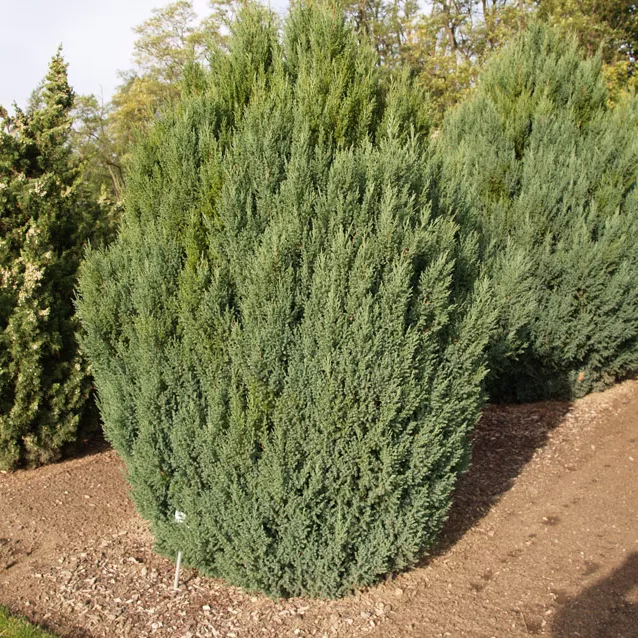 Можжевельник китайский Стрикта v3 20-25 см Lav 