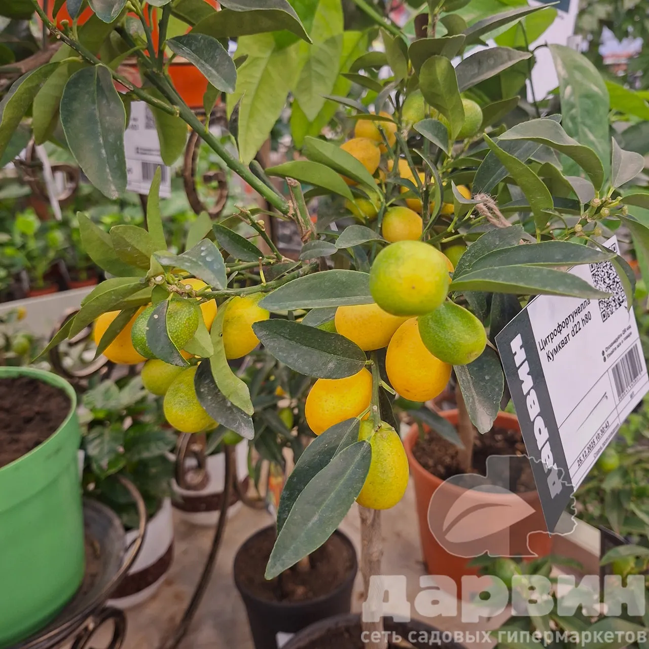 Цитрофортунелла Кумкват d22 h80 