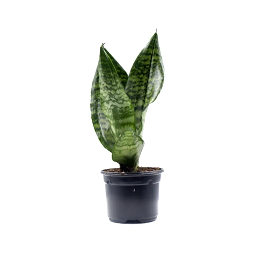 Сансевиерия д7