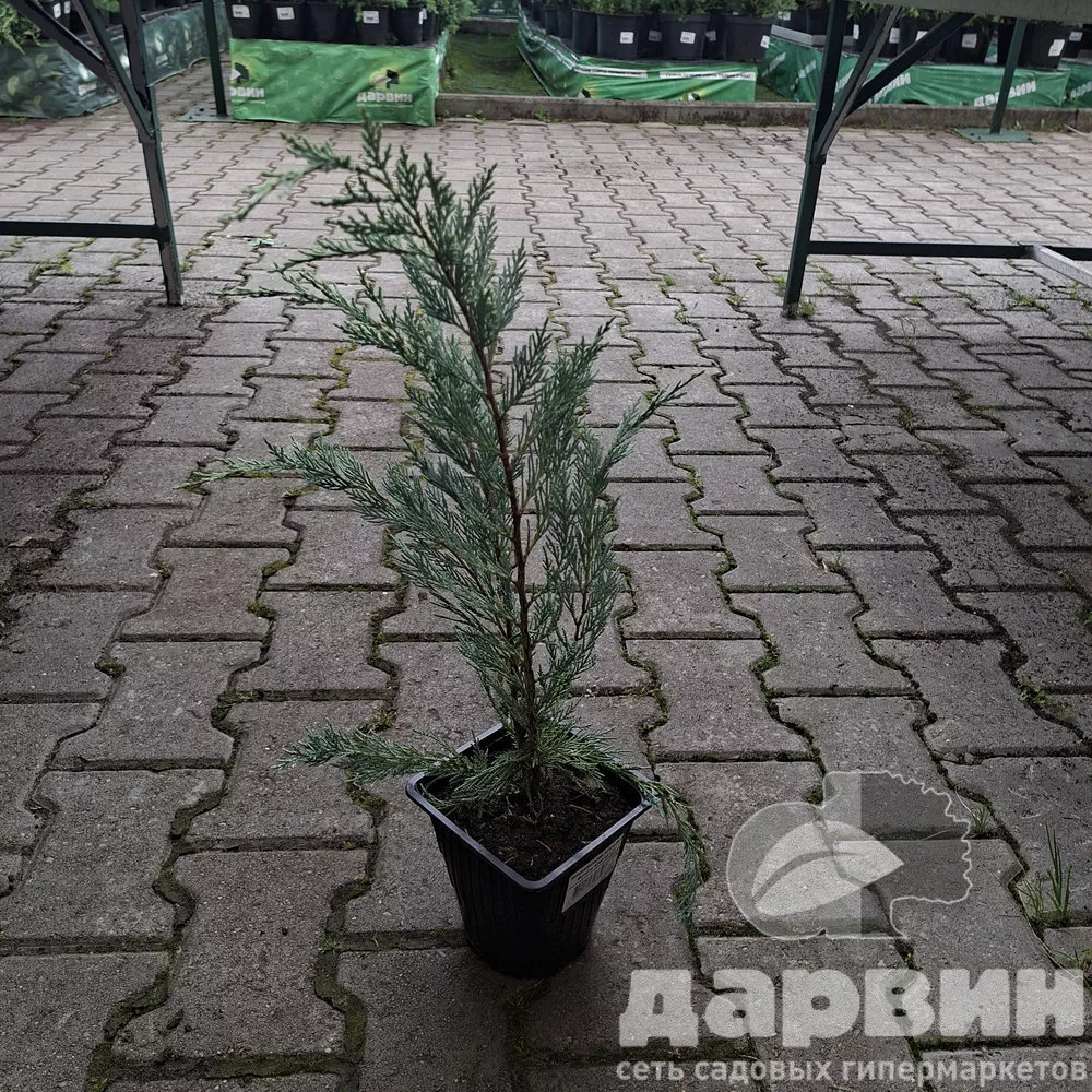 Можжевельник скальный Вичита Блю v2 Lav 