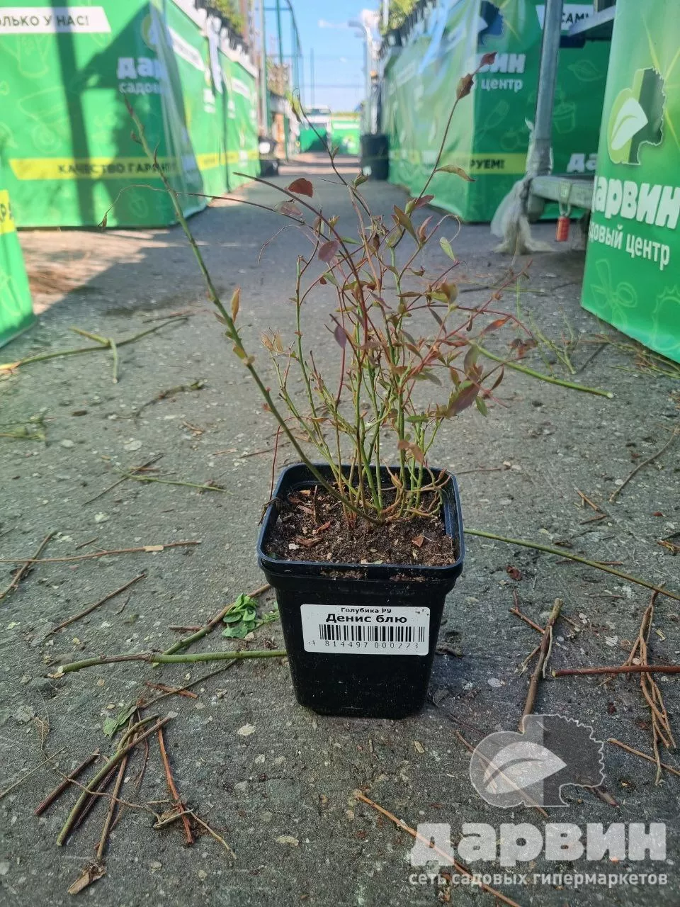 Голубика Денис блю Р9 