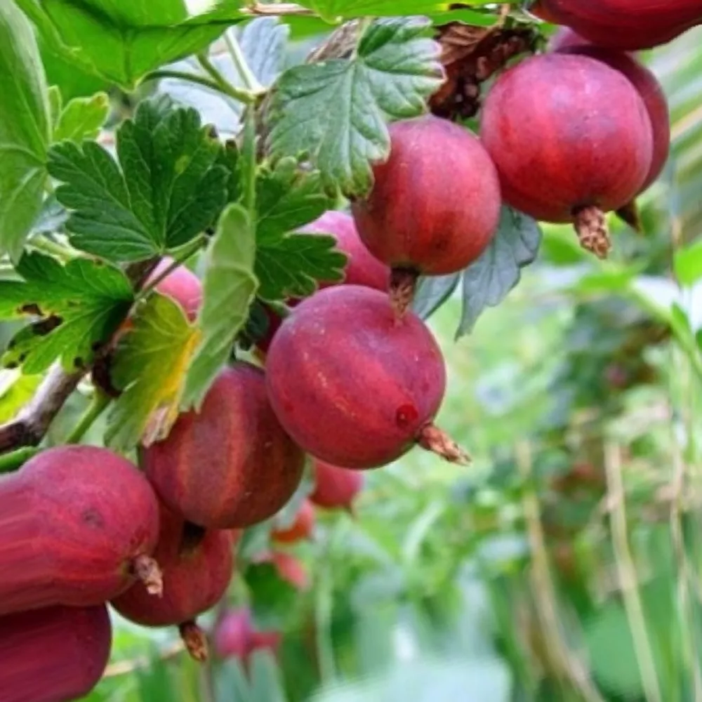 Крыжовник Краснославянский красн v5 Tim 