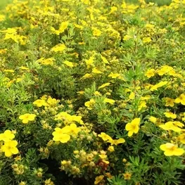 Лапчатка кустарниковая Хакманс Гигант v2 Lav 