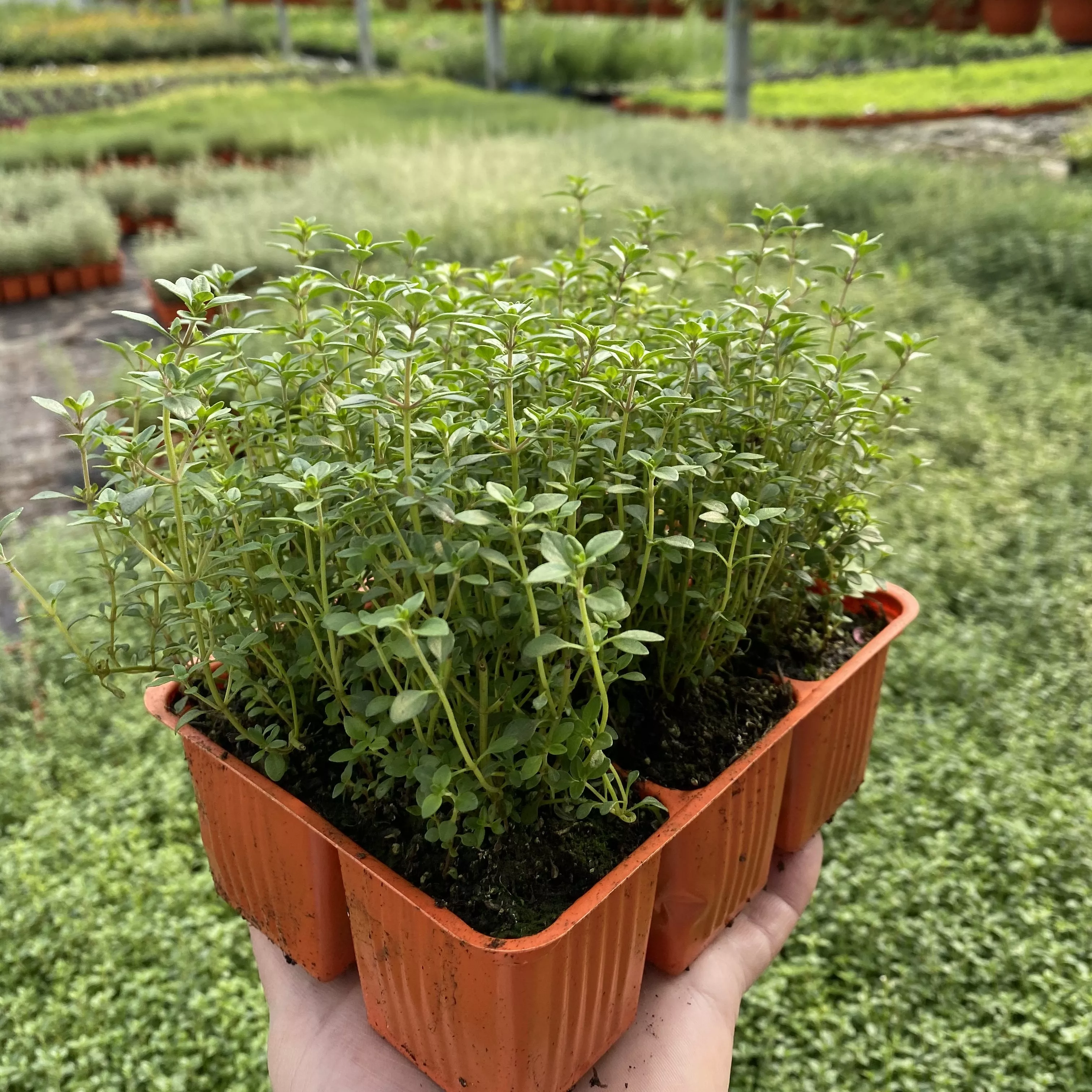 Тимьян в кассете 6шт Lav 