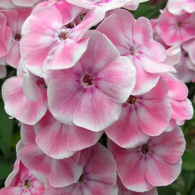 Флокс метельчатый Татьяна v2 Tim 