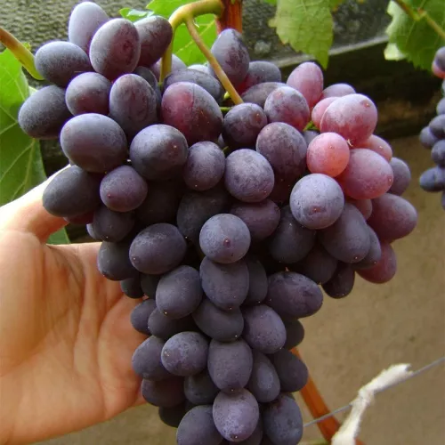 Виноград кишмиш Юпитер фиолетовый в коробке ЦО 