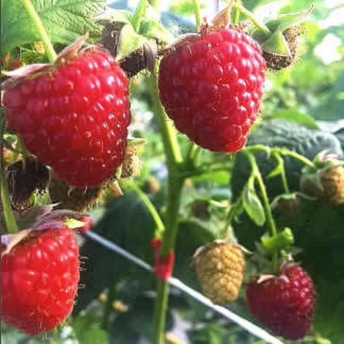 Малина ремонтантная Маджестик красная v5Tim 