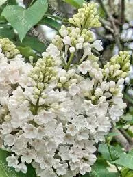 Сирень обыкновенная Рочестер v2 Lav 