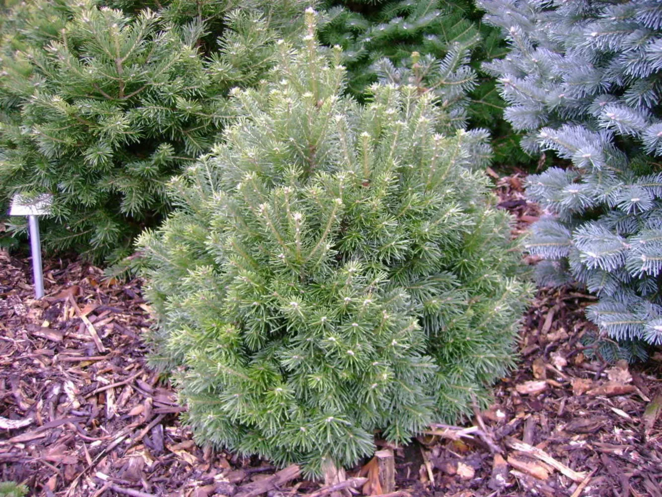 Пихта горная Грин глоб 50-60 см Lav 