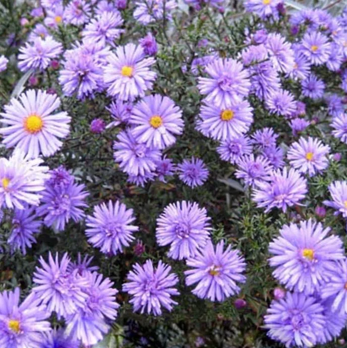Корневище Астра кустарниковая Леди ин Блу 1шт. Поиск 
