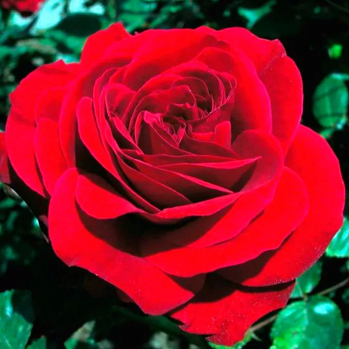 Роза флорибунда Ингрид Вендл с5, Tim 