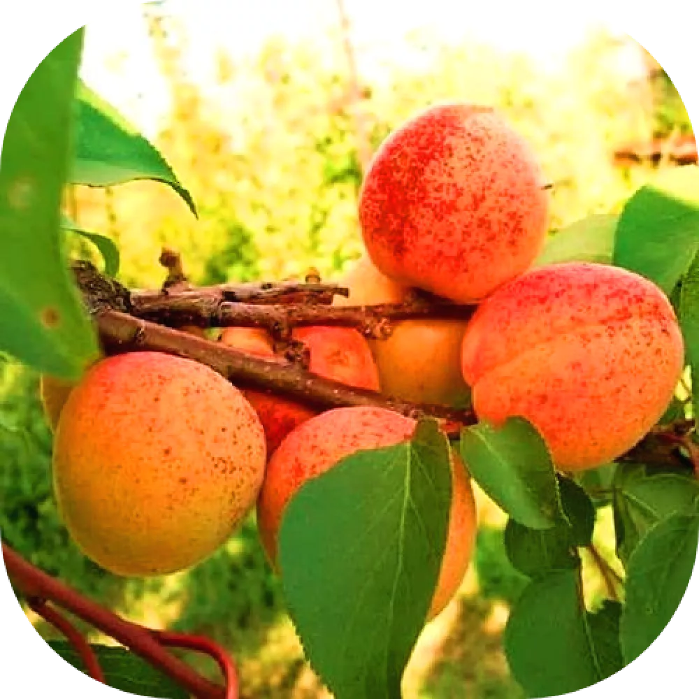 Абрикос Монастырский v5 100-140 Lav 