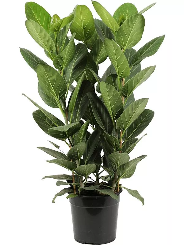 Фикус Бенгальский Одри 3ст d27 h90 