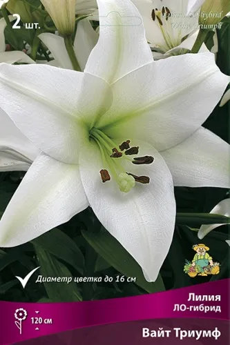 Луковица Лилия ЛО-гибрид Вайт Триумф 2шт Поиск 