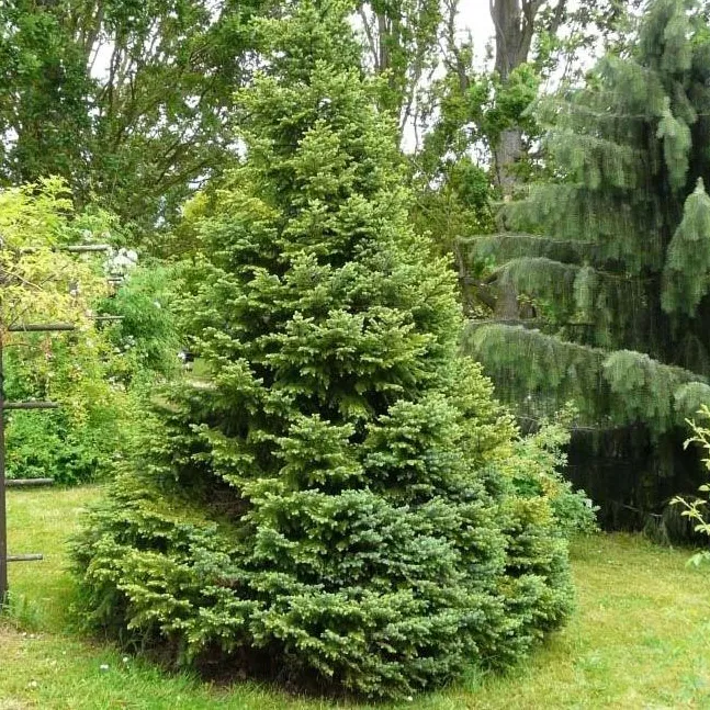 Ель сербская 100-125 см Tw по цене  Ель сербская 100-125 см Tw