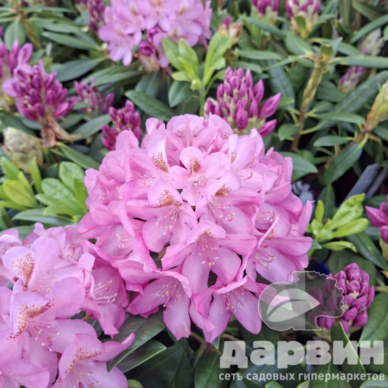 Рододендрон гибридный Бекка c5 