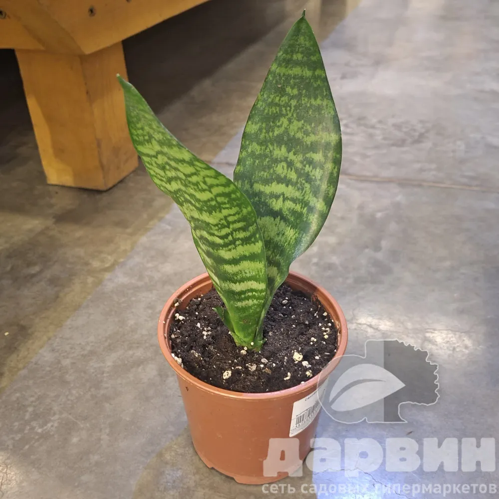 Сансевиерия д14 тим ватермарка