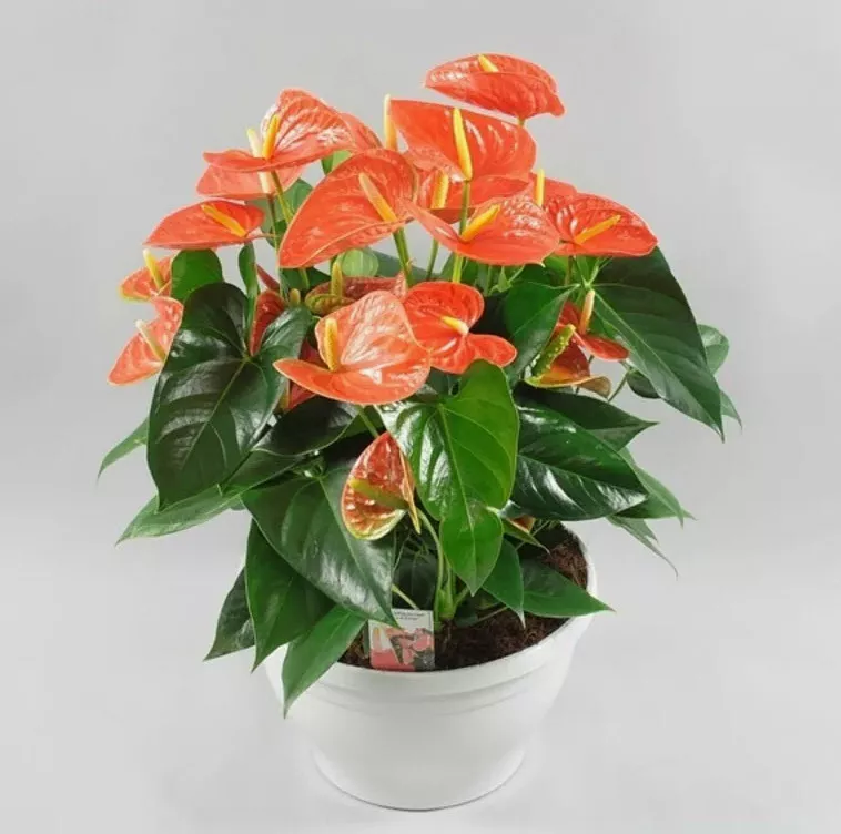 Антуриум Андреанум Оранж Чемпион d12 h40 