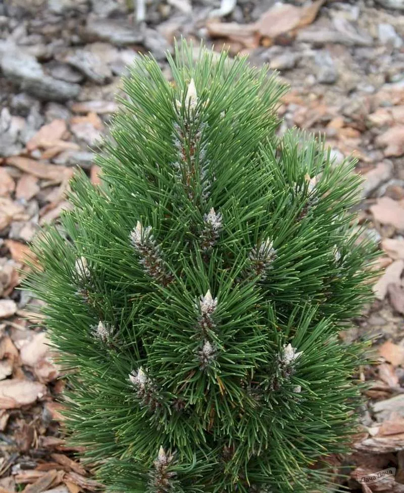 Сосна черная Ричард v25 Lav 