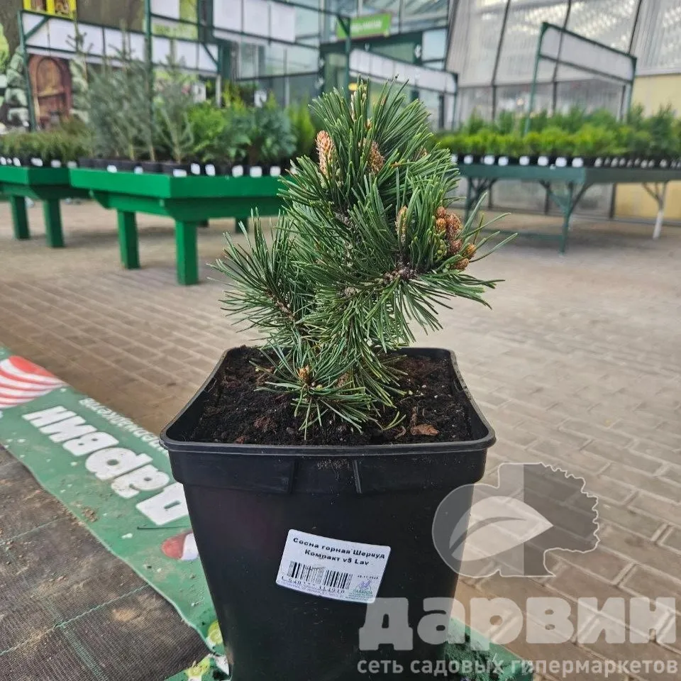 Сосна горная Шервуд Компакт v5 Lav 