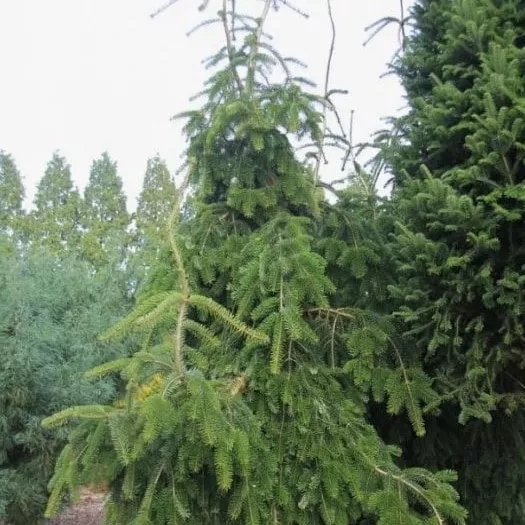 Пихта Нордмана Пендула 40-50 Mt 