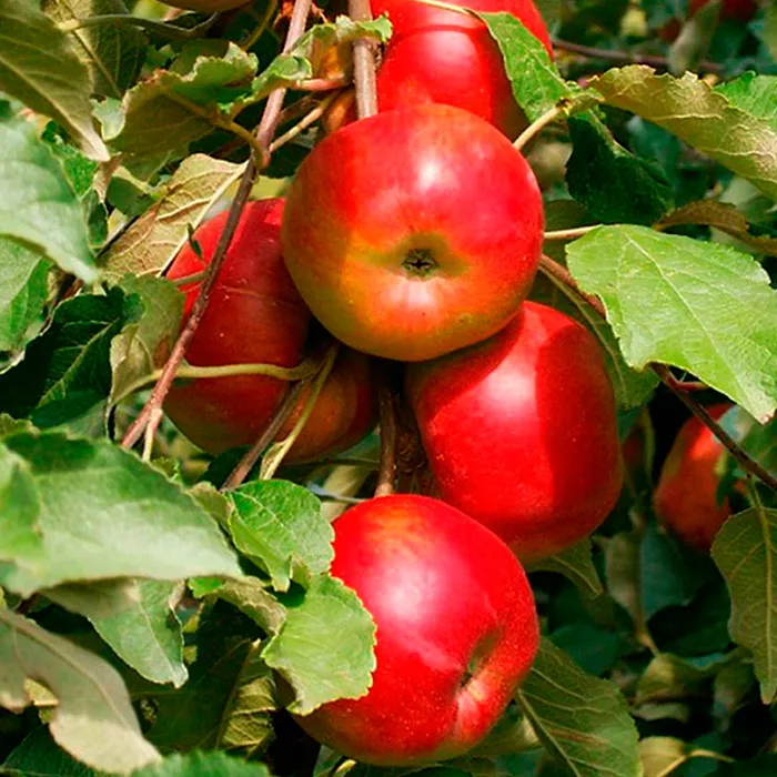 Яблоня колоновидная Останкино средн v7 80-100 Tim 