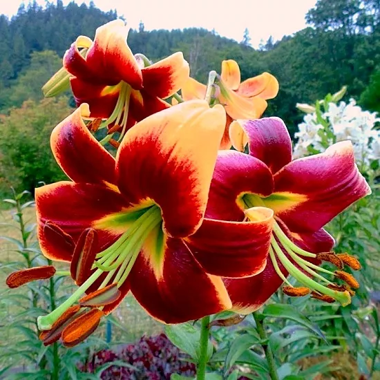 Луковица НВМ Лилия Ред Морнинг 10/12 1шт 