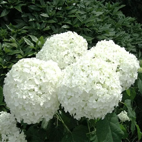 Гортензия древовидная Аннабель с20/50-60 UL 