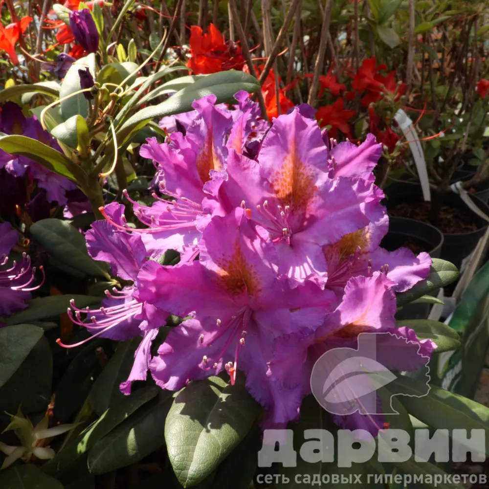 Рододендрон гибридный Пурпуреум Грандифлорум c5 (2) ватермарка