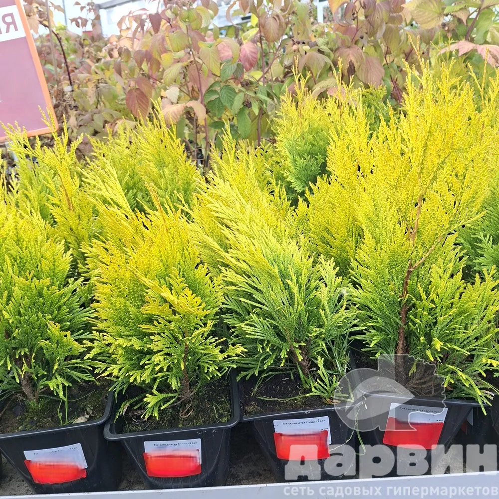 Туя складчатая Голди v2 Lav 