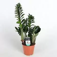 Замиокулькас Зензи d11 h35 