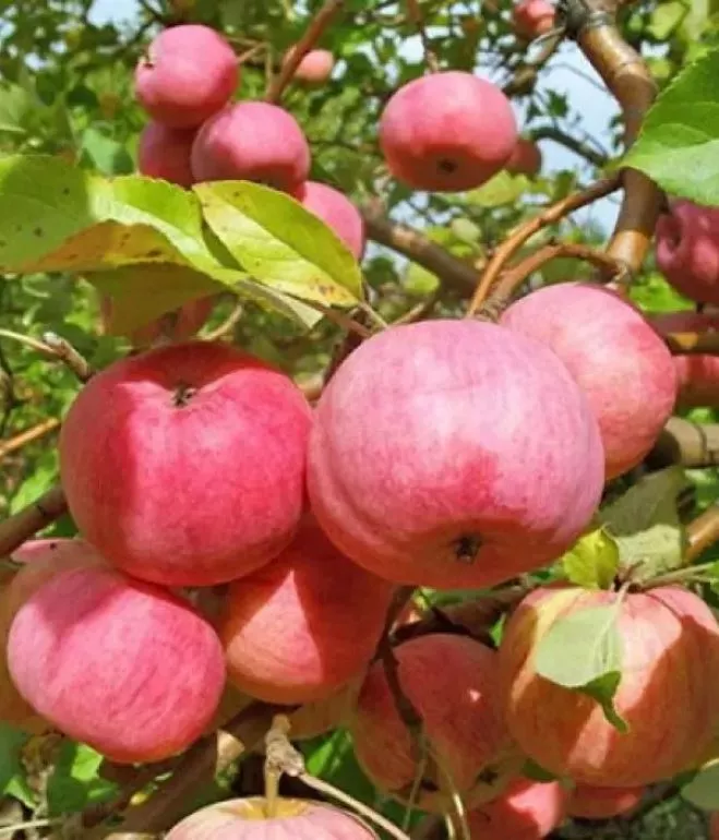 Яблоня Мелба С7,5 100-140 ЦО 