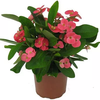 Эуфорбия Мили d13 h25 