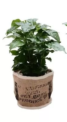 Кофе Арабика в банке d12 h25 