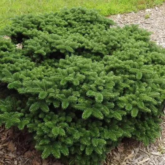 Растение пихта корейская Тундра 40/50 ST 