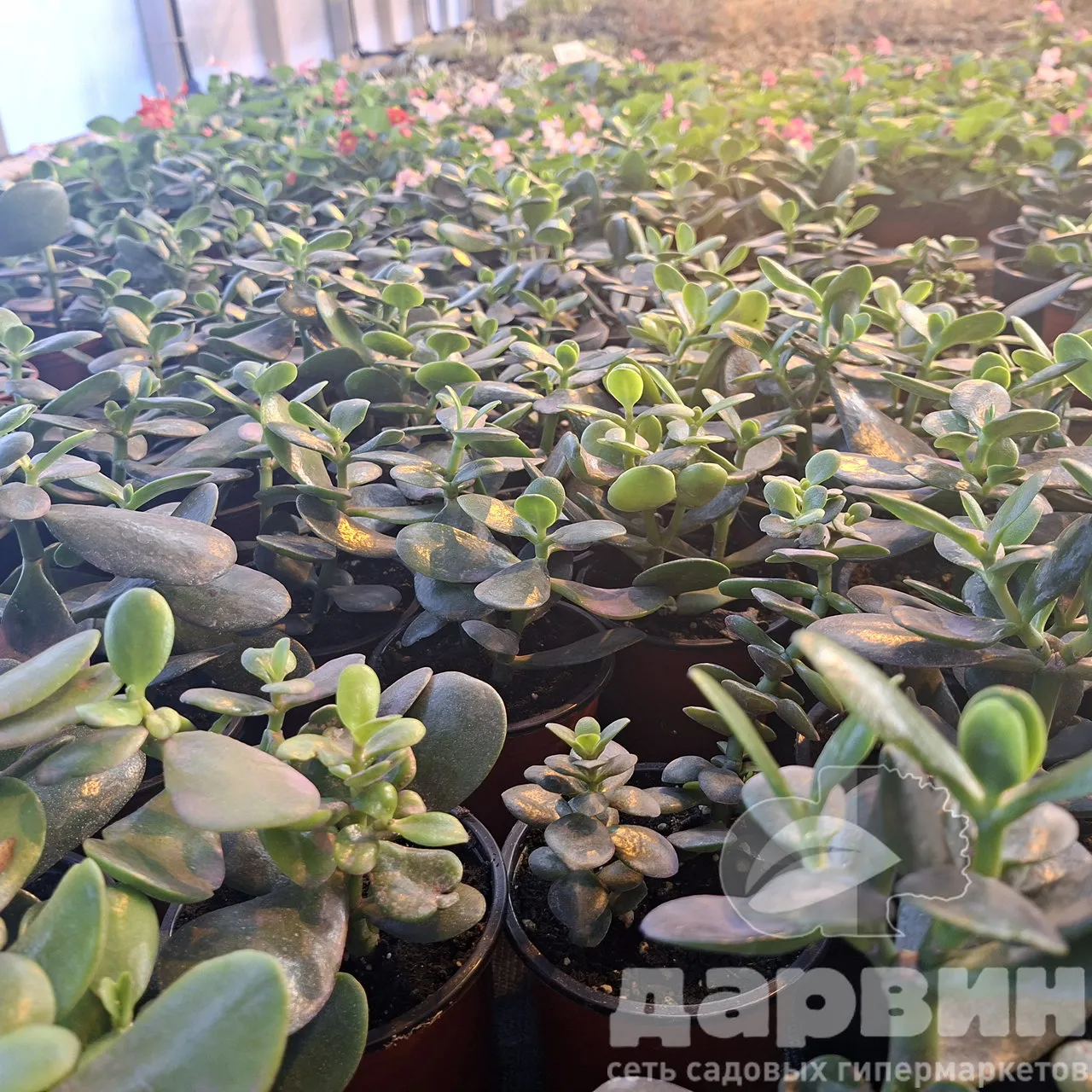 Крассула д10 тим (4) marked