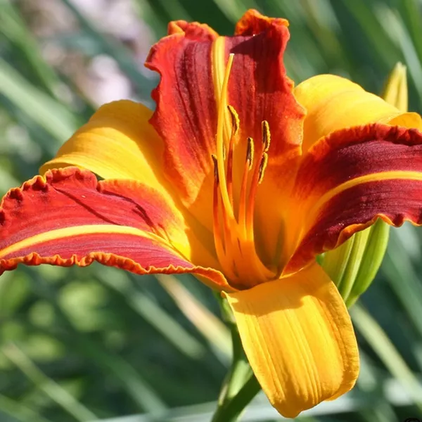 Я_Лилейник Франс Халс v2 Tim 