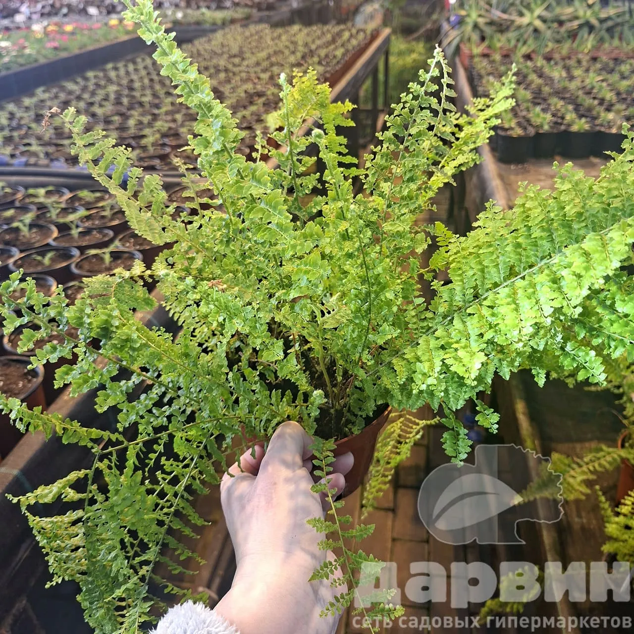 Нефролепис Блю Белл d15 Tim 