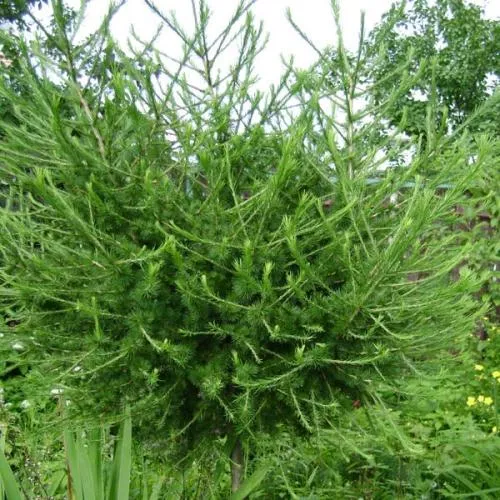 Лиственница европейская C10, 100-125 YP 