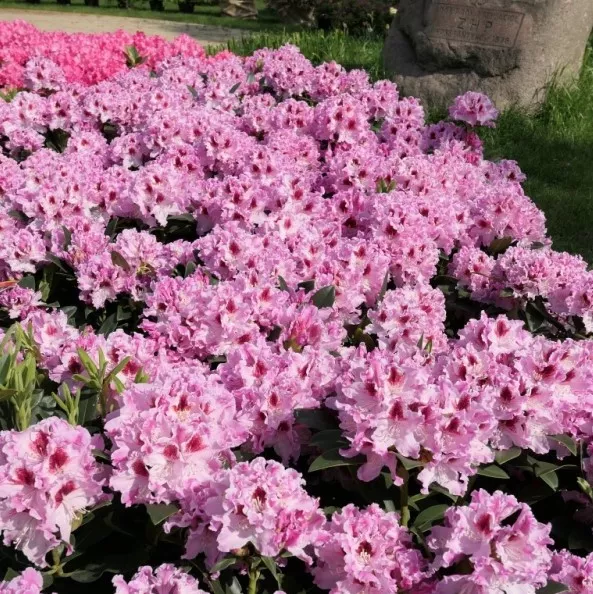 Рододендрон Королева Ядвига v2 Tim 
