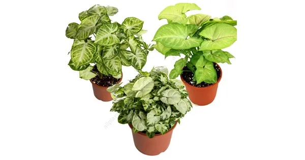 Сингониум микс d9 Ег 