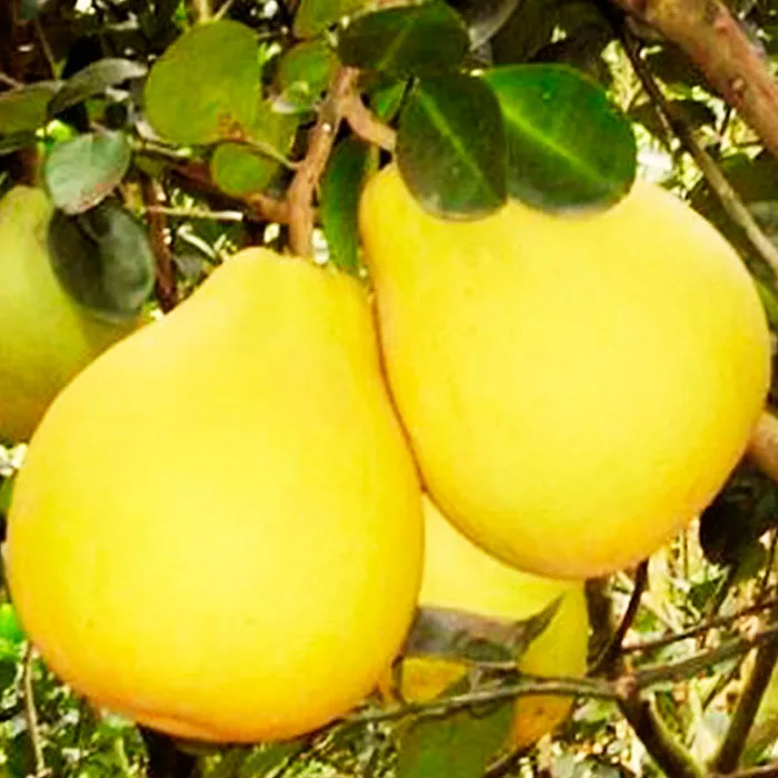 Груша Дюшес 3-х летка 