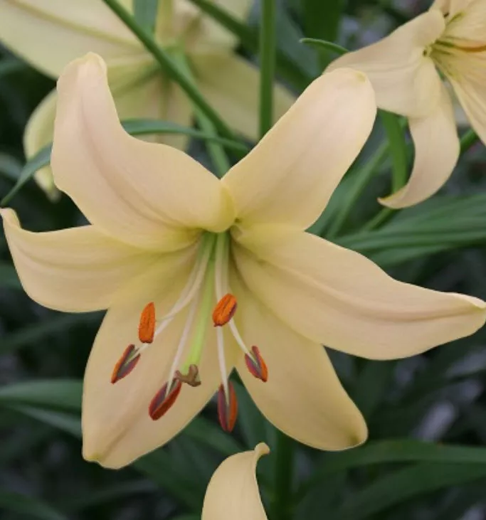 Луковица Лилия видовая Перл Франсес  14/16 1шт. Поиск 