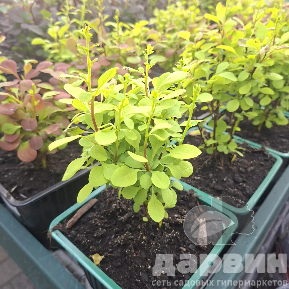 Барбарис тунберга Голден Рокет v2 Lav 