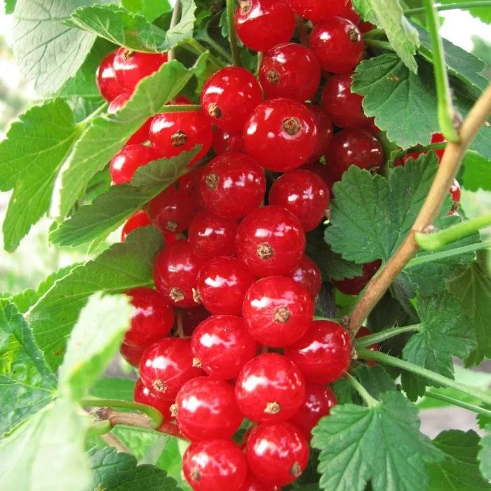 Смородина Чулковская, красная v5 Tim 