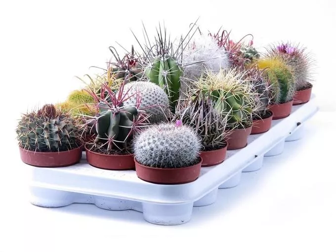 Кактус Канарский d9 