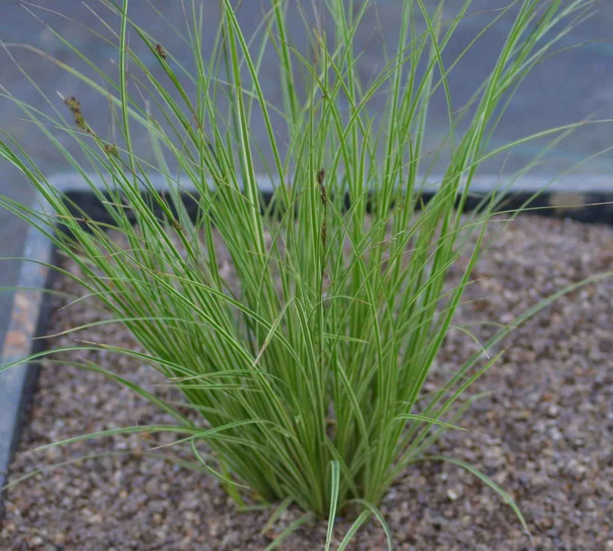 Осока v1,5 Push 