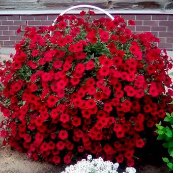 Семена Петуния Каскадная Тайдал Вейв Ред Велюр 10 шт Поиск 